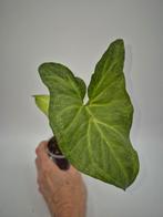 Syngonium White Butterfly, Huis en Inrichting, Ophalen of Verzenden