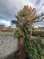 Palboom chinees, Tuin en Terras, Planten | Bomen, Ophalen of Verzenden, Halfschaduw, Palmboom, 250 tot 400 cm