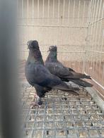 Super takla arap Takkalı, Dieren en Toebehoren, Vogels | Duiven