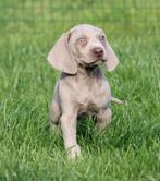 Weimaraner pup, Dieren en Toebehoren, Honden | Beagles, Bassets en Lopende honden, België, CDV (hondenziekte), 8 tot 15 weken