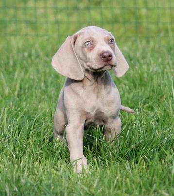 Weimaraner pup beschikbaar voor biedingen