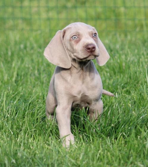 Weimaraner pup, Dieren en Toebehoren, Honden | Beagles, Bassets en Lopende honden, Reu, Overige rassen, Fokker | Professioneel
