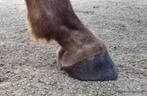 Bekappen paarden ponys ezels, Dieren en Toebehoren, Paarden en Pony's | Verzorgingsproducten, Ophalen of Verzenden, Nieuw