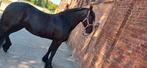 Te koop frieze merri, Dieren en Toebehoren, Paarden en Pony's | Overige Paardenspullen, Ophalen, Dressuur