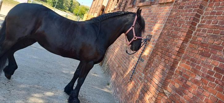 Te koop frieze merri, Dieren en Toebehoren, Paarden en Pony's | Overige Paardenspullen, Dressuur, Ophalen