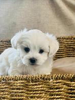 Chiots maltais belges à vendre, Animaux & Accessoires, Bichon maltais, Plusieurs, Parvovirose, Belgique