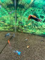 Guppy’s, Dieren en Toebehoren, Vissen | Aquariumvissen