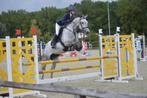 Leuk paard te koop, Dieren en Toebehoren, Paarden, Merrie, Springpaard, Minder dan 160 cm, Gechipt