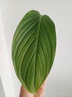 Monstera ec7 "noid”, Huis en Inrichting, Kamerplanten, Ophalen of Verzenden