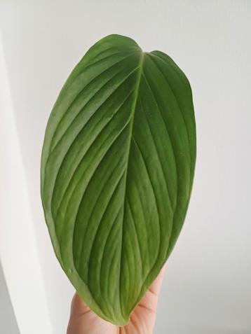Monstera ec7 "noid” beschikbaar voor biedingen