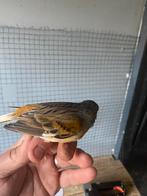 Koppel kanarie 25€, Dieren en Toebehoren