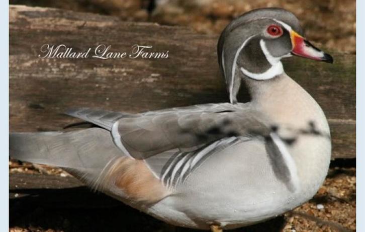 Siereenden/kweekkoppels, Dieren en Toebehoren, Pluimvee, Eend, Meerdere dieren