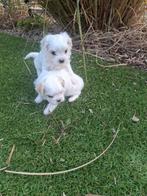 Maltezer pups, Dieren en Toebehoren, België, Maltezer, Fokker | Hobbymatig, CDV (hondenziekte)