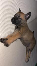 Mechelse herder pup zoekt een thuis, België, Particulier, Reu, 8 tot 15 weken