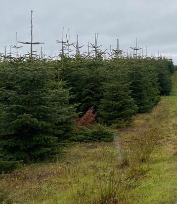 Wie kan kruisen maken voor gezaagde bomen laten rechtstaan   beschikbaar voor biedingen