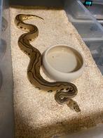 1.0 palstel leopard clown het deserd ghost hypo, Serpent, 0 à 2 ans