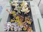 planten, Tuin en Terras, Overige soorten, Volle zon, Vaste plant, Ophalen of Verzenden