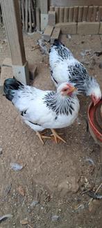 Wyandotte kriel hanen, Dieren en Toebehoren, Pluimvee, Mannelijk, Kip
