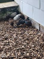 Chinese dwergkwartels, Meerdere dieren, Overige soorten