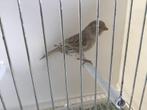 kanaries, Dieren en Toebehoren, Vogels | Kanaries, Meerdere dieren, Kleurkanarie