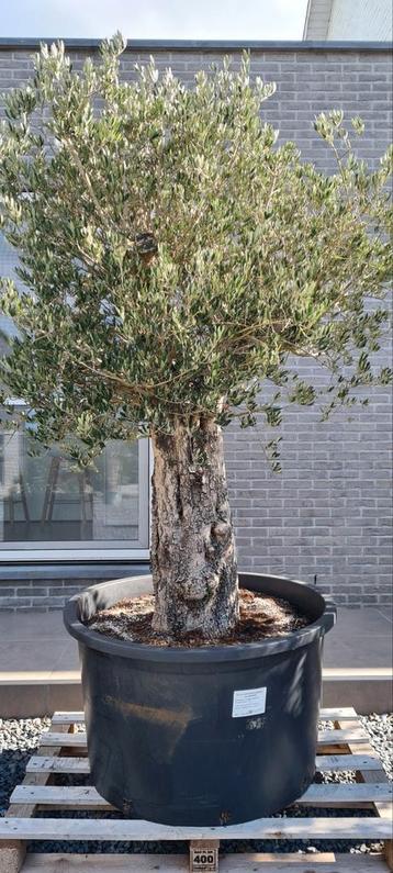 Olijfboom Olea Europaea  beschikbaar voor biedingen