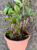 Helleborus, Enlèvement