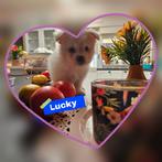 Maltezer kruising. MALTIPOMS  huiselijke sfeer, Dieren en Toebehoren, Honden | Chihuahua's en Gezelschapshonden, België, Maltezer