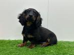 Standaard Teckel pups, Dieren en Toebehoren, België, Standaard, Reu, 8 tot 15 weken