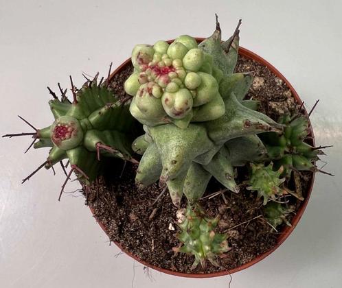 Euphorbia Horrida Monstruose, Huis en Inrichting, Kamerplanten, Vetplant, Minder dan 100 cm, Verzenden