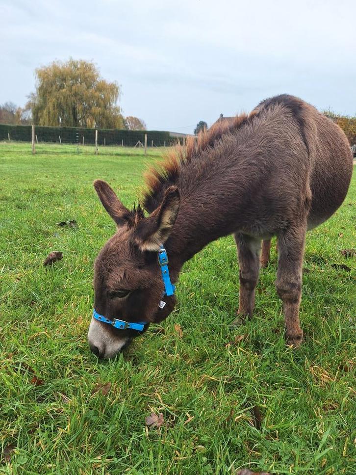 Drachtige mini ezel merrie met veulen aan de voet, Dieren en Toebehoren, Overige Dieren, Meerdere dieren, September