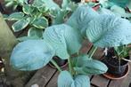 Hosta sieboldiana elegans, Vaste plant, Halfschaduw, Zomer, Ophalen