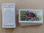 The Sea-Shore complete set 50 chromos kustleven 1938, Ophalen of Verzenden, Voor 1940, Natuur, Prent