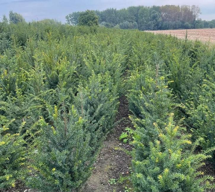 Taxus baccata aan stuntprijzen!, Tuin en Terras, Planten | Struiken en Hagen, Taxus, Ophalen