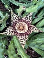 Stapelia variegata, Ophalen of Verzenden