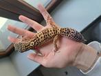 Gecko léopard + habitat, Animaux & Accessoires, Reptiles & Amphibiens | Accessoires, Terrarium ou Paludarium, Enlèvement, Utilisé