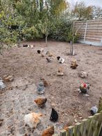 Cochin krielen verschillende kleuren