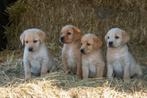blonde labrador pups, beide ouders zijn hier aanwezig, Dieren en Toebehoren, CDV (hondenziekte), Meerdere, 8 tot 15 weken, Meerdere dieren