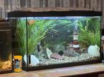 Aquarium met toebehoren, Ophalen, Zo goed als nieuw, Gevuld zoetwateraquarium