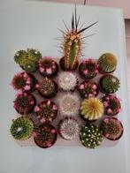 Mini cactus, Maison & Meubles, Plantes d'intérieur, Cactus, Enlèvement