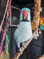 Halsbandparkiet man handtam, Dieren en Toebehoren, Pluimvee
