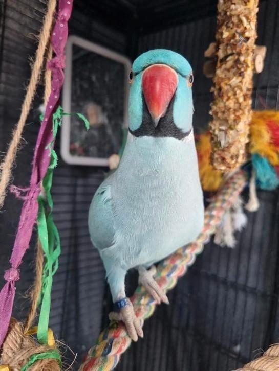 Halsbandparkiet man handtam, Dieren en Toebehoren, Pluimvee