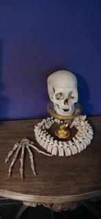 Crâne, Antiquités & Art, Curiosités & Brocante, Enlèvement