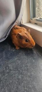 Caviabeertje, Dieren en Toebehoren, Knaagdieren, Cavia, Mannelijk, Juli, Tam