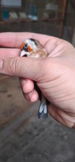 Mâle parva gorge blanche 2025, Mannelijk, Geringd