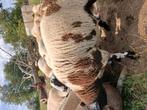 Bagerbonte bokken, Mannelijk, Schaap, 0 tot 2 jaar