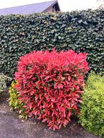 Tuinplanten, Tuin en Terras, Planten | Tuinplanten, Ophalen