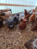 handtamme cochin krielen + vele andere kriel rassen, Vrouwelijk, Kip