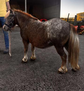 Lieve shetlander beschikbaar voor biedingen