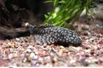 L089 ancistrus sp honeycomb wabenmunster, Zoetwatervis