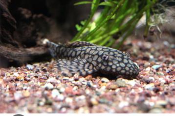 L089 ancistrus sp honeycomb wabenmunster beschikbaar voor biedingen